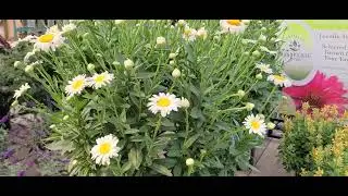 Leucanthemum 'Becky' Shasta Daisy | Garden Center | Stratford CT