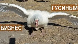 Гусиный бизнес Павла Постевого. Разведение гусей. Линдовский гусь