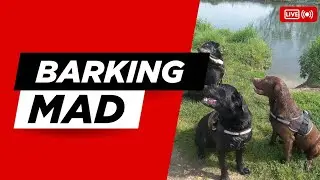НАШИ СОБАЧКИ! Приключение Дэйзи, Беллы Бу и Медведя на реке в честь дня рождения!