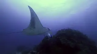 Diving with Whale Shark and Manta Ray, Dhigurah Island Maldives