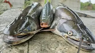 padan fish ka behtareen sikar || wallago attu fishing || monsoon fishing