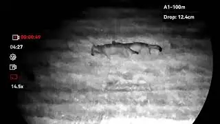 Wolf, 213m, Hikmicro Alpex 4k lrf ,Canis lupus, wildlife  Hunting, Natur, vlk 3 baujagd 