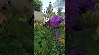 The Super Generation has emerged; fueling up for their big migration! 🦋 #Monarch #Migration #Nature