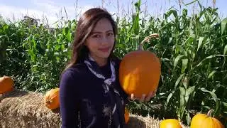 Pumpkin Patch'in in Half Moon Bay & Pho Element in San Mateo