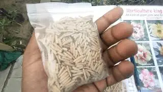 Adenium seed for online sale /adenium obesum/how to grow adenium seed/adenium germination 9062334424