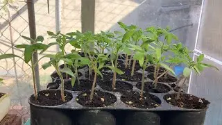 Como hacer plantel de tomates