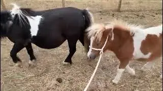 Mini Shetland pony foal Noah in halter training September 2025