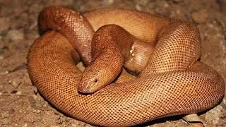 Complete information about red sand boa | What is red sand boa ||