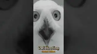 Owl Hooting Sound Effect #shorts #soundeffect
