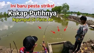 Mancing Kakap Putih Baru Lempar Umpan Langsung Pesta Strike