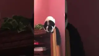 Black and white ruffed lemur Eliza doing her call.