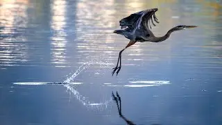 Beautiful Crane Bird In The World