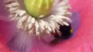 A bee pollinating Poppy - B&yacute;flugur  -  Draums&oacute;l - Valm&uacute;i - Sumarbl&oacute;m
