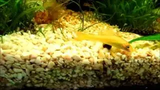 Goldene Siamesische Saugschmerle (Gyrinocheilus aymonieri)