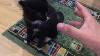 Zucha w akcji
