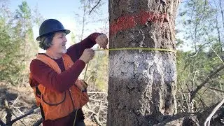 Forest Carbon Offset Verification - What to Expect During a Field Visit