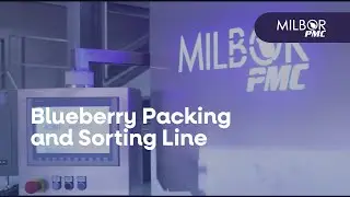 Blueberry packing and sorting line | Milbor PMC