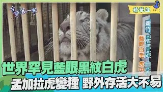 台灣第一等【冰藍雙眼神秘白虎 特殊變異白老虎野外存活大不易】_42集精華版