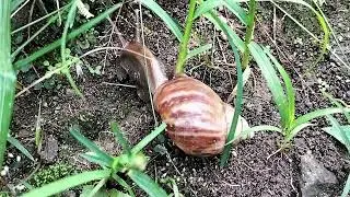 “Happy Snail Adventures #21 Fun Learning for Kids”