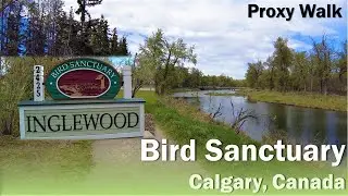 Inglewood Bird Sanctuary, Calgary