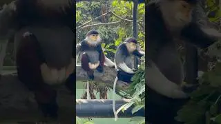 Red-shanked Douc Langur | Rainforest Wild ASIA #D9INE