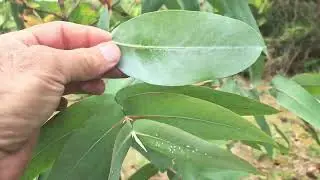 E. nitens - 2 различные формы