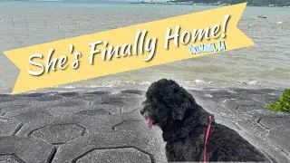 Finally Bringing Our Dog Home + Errands in Japan | Vlog Day