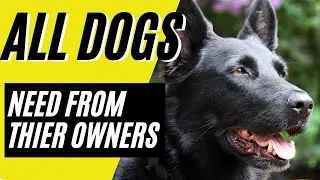 7 Things ALL DOGS Need From Their Owners (German Shepherd, Blue Heelers)