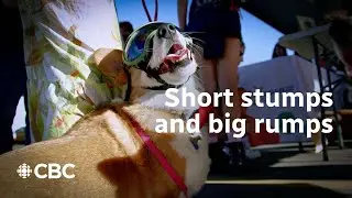 'Short stumps and big rumps': Corgis go off to the races | CBC Creator Network