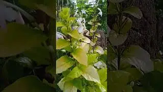 #celebratenature #flower #gardening #nature #greenery