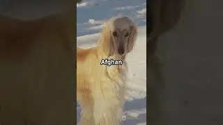 Top 5 Most Independent Dog Breeds!