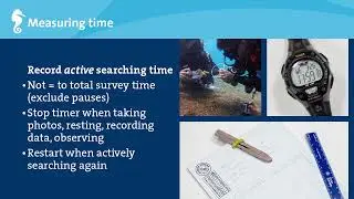 iSeahorse Trends: 4. How to survey seahorses