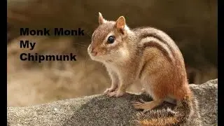 MONK MONK MY CHIPMUNK GOES TO THE VET