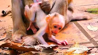 Live: Little Baby Monkey Having Fun on the Ground 🐒💞 | Sweet Family Moments