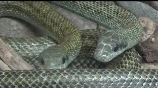 絡み合うアオダイショウ Cute Japanese rat snake　【Cute animal videos】