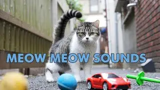 MEOW MEOW SOUNDS【instrumental】#ai音楽 　#aivideo 　#cat 　#cats