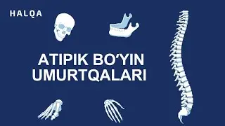 I. #Atipik bo'yin umurtqalari #Атипик буйин умурткалари
