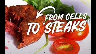 How meat is made in the lab