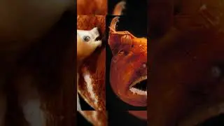 The Scariest Creature in the Deep Ocean! #oceanmysteries #shorts #anglerfish