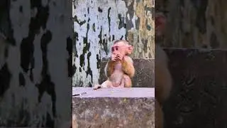Adorable Baby Leo Daily Wildlife Monkey #Rainbow #Leo #Lucie #Libby