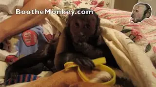 MonkeyBoo Bracelets