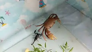 Giant crab vs. baby scorpion | Cuộc chơi c&oacute; c&acirc;n sức