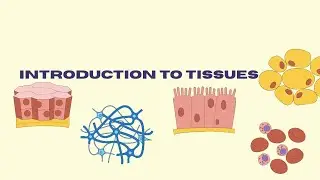 Introduction to tissues | Neet | Botany | Zoology | Education 
