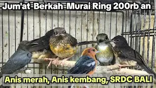 JUM'AT BERKAH MURAI BATU RING 200rb an‼️ ANIS MERAH, ANIS KEMBANG, SRDC BALI‼️‼️