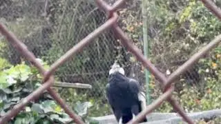 Jaime Duque&rsquo;s Park&rsquo;s Condor/海梅&middot;杜克的《帕克的秃鹰/Kondor w Parku Jaime Duque/C&oacute;ndor Parque Jaime Duque Col.
