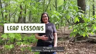 Leaf Lessons: Opposite vs. Alternate Leaf Arrangements