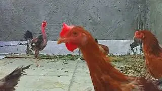 The moment of feeding and the interesting behavior of the chicks (watch if you need some peace)