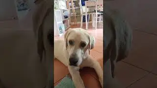 Rumore per cani🐕