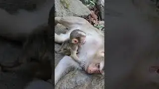 Best clip of lovely Lucan enjoys get milk very smart and brave #babymonkey #cute