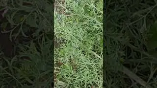 @baghelsinghsohi9606  Pitpapra - Fumaria indica ,  A medicinal plant